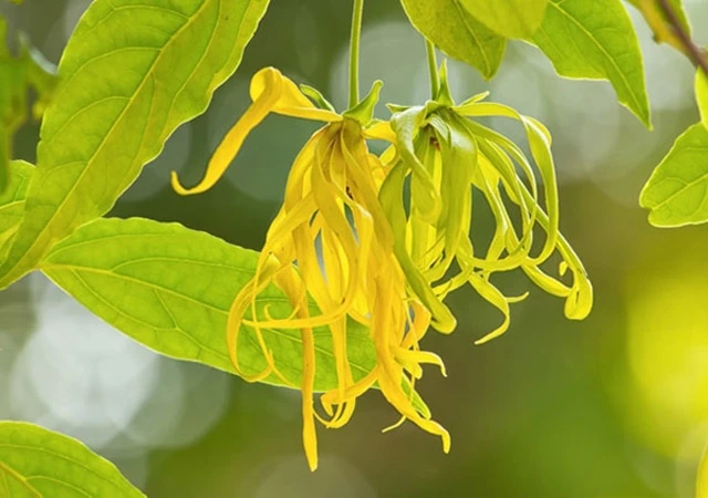 Ý Nghĩa Hoa Hoàng Lan| Đặc điểm, Công dụng và Cách trồng đơn giản