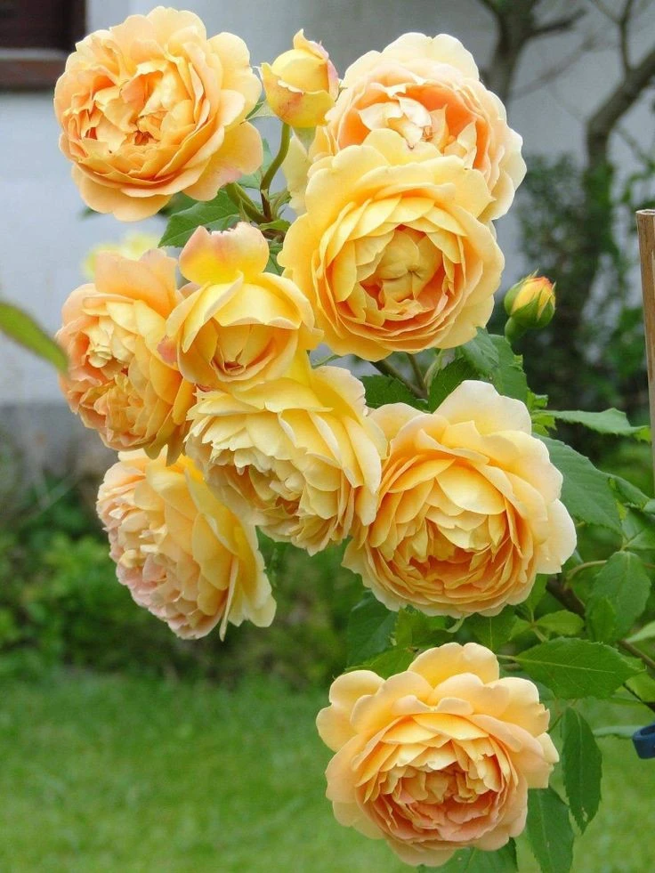 TOP 22 mẫu Tả cây hồng đang ra hoa (2024) SIÊU HAY