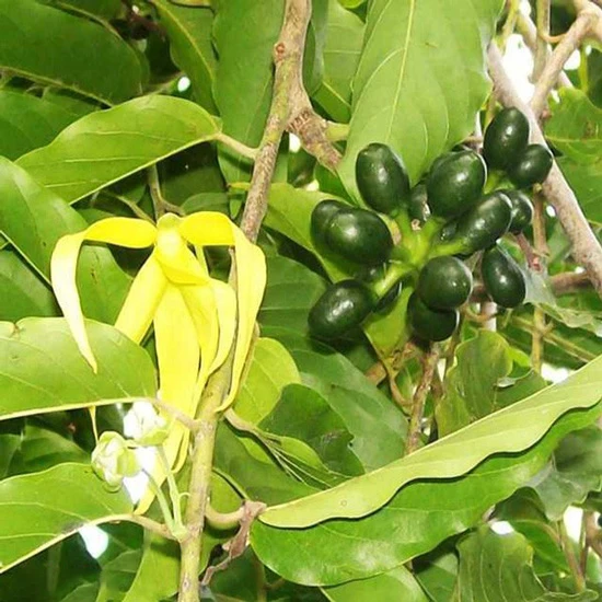 Ý Nghĩa Hoa Hoàng Lan| Đặc điểm, Công dụng và Cách trồng đơn giản