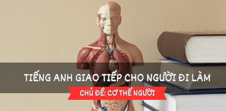 Cánh tay tiếng Anh là gì và từ vựng liên quan