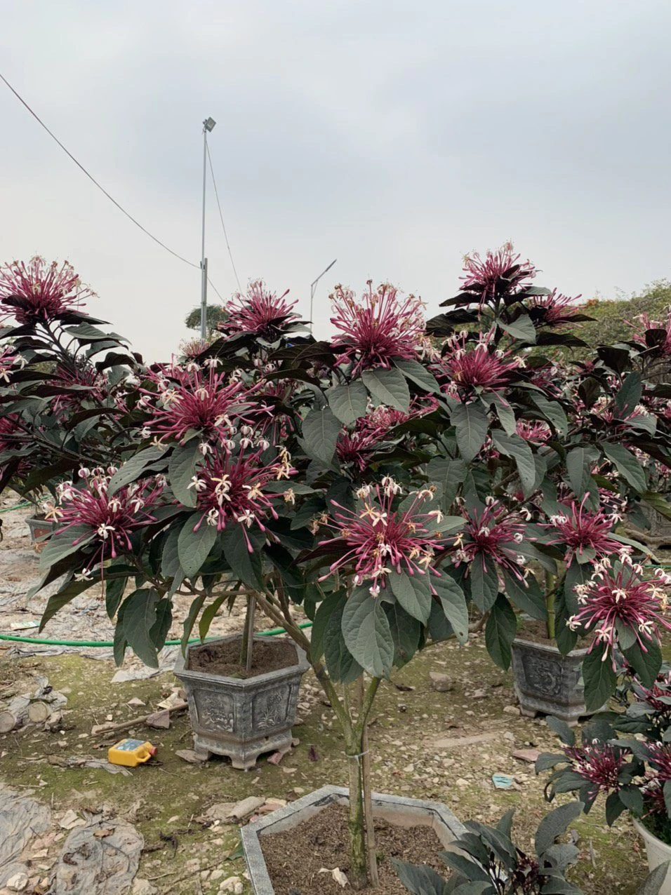 Cây Hoa Thiên Phúc Mua Bán Cây Hoa Thiên Phúc Đẹp Giá Rẻ Tại Hà Nội - caycanhgiagoc.com