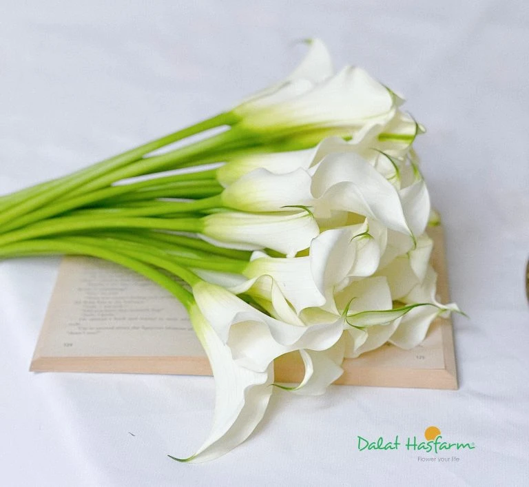 10 Loài hoa mang thông điệp tình yêu đẹp và ý nghĩa nhất