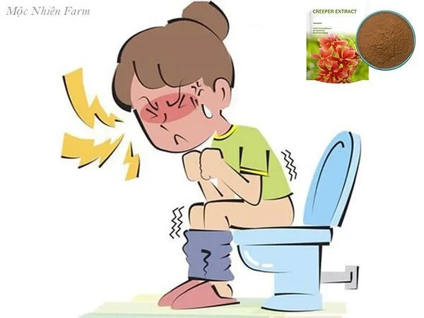 Hoa sử quân tử đơn, leo A1