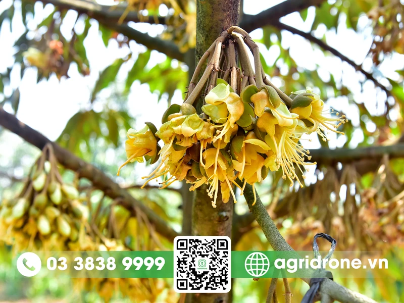 Hoa sầu riêng: Đặc điểm & lợi ích đối với sức khỏe