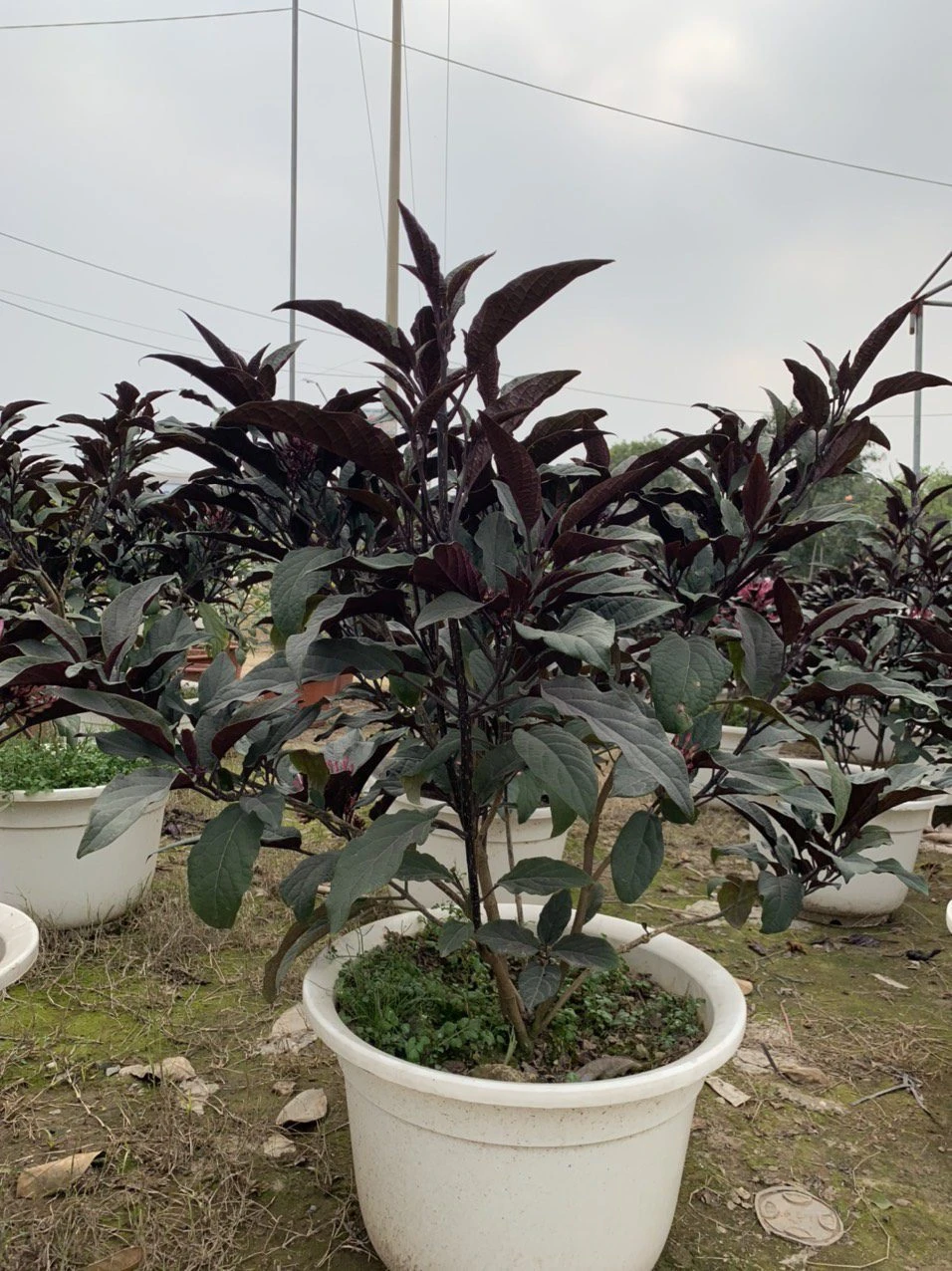 Cây Hoa Thiên Phúc Mua Bán Cây Hoa Thiên Phúc Đẹp Giá Rẻ Tại Hà Nội - caycanhgiagoc.com