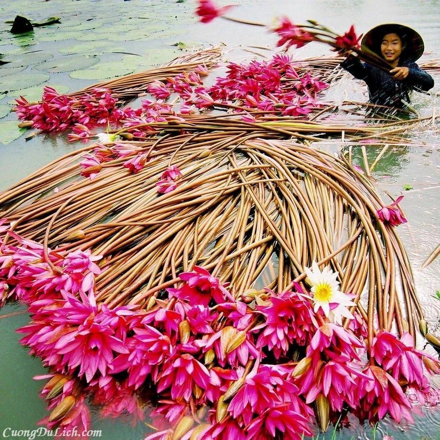 Khám Phá Mùa Nước Nổi Miền Tây Đầy Sắc Màu