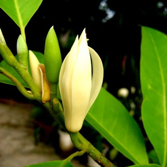 Ý Nghĩa Hoa Hoàng Lan| Đặc điểm, Công dụng và Cách trồng đơn giản