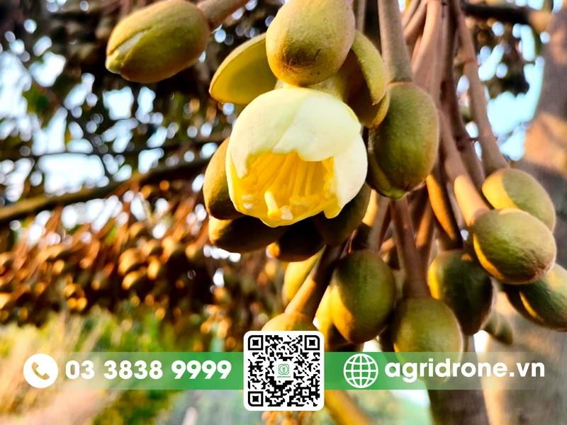 Hoa sầu riêng: Đặc điểm & lợi ích đối với sức khỏe