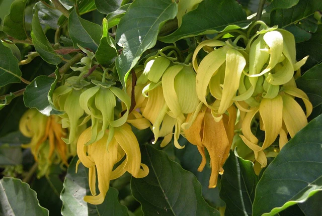 Ý Nghĩa Hoa Hoàng Lan| Đặc điểm, Công dụng và Cách trồng đơn giản