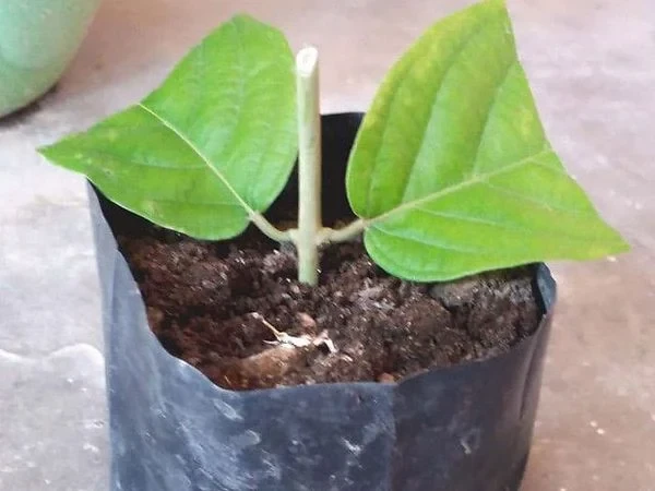 Hoa sử quân tử đơn, leo A1