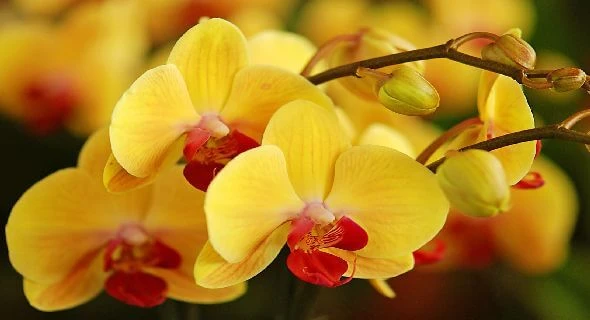 Chưng hoa tết theo phong thủy đẹp và may mắn nhất bạn đã biết chưa?