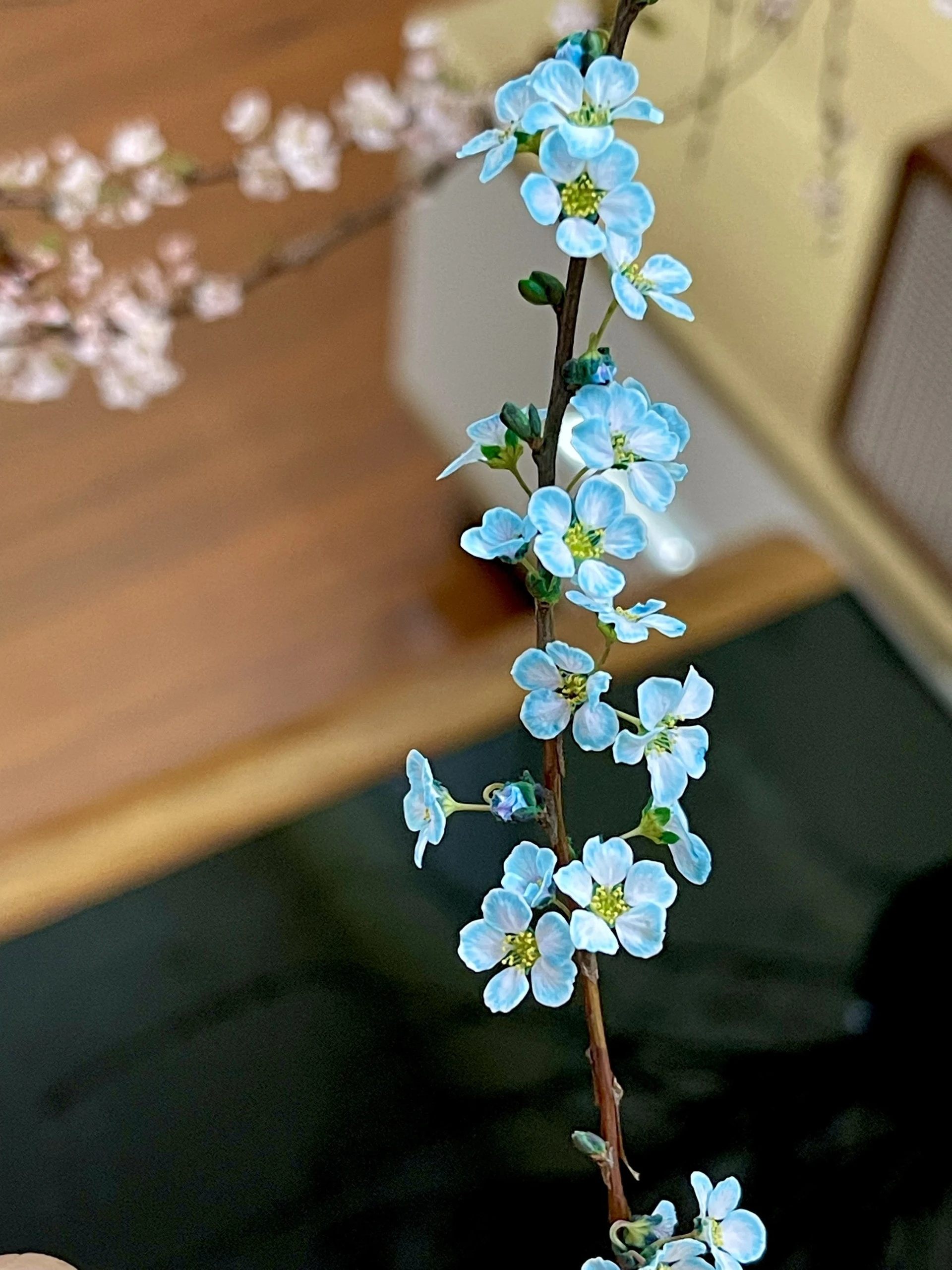 Cách cắm hoa tuyết mai cho không gian ngày Tết