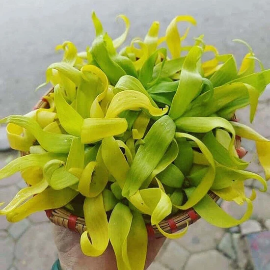 Ý Nghĩa Hoa Hoàng Lan| Đặc điểm, Công dụng và Cách trồng đơn giản