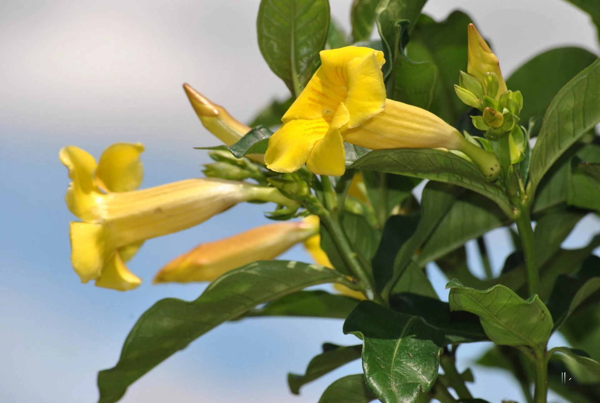 Khám Phá Đặc Điểm Hoa Quỳnh Anh Trong Thiên Nhiên