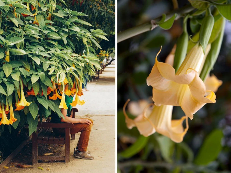 Hoa loa kèn trắng và biểu tượng của tình yêu