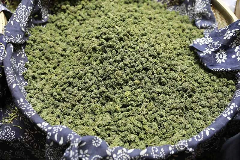 Hoa tam thất chữa mất ngủ có hiệu quả không? Có an toàn không?