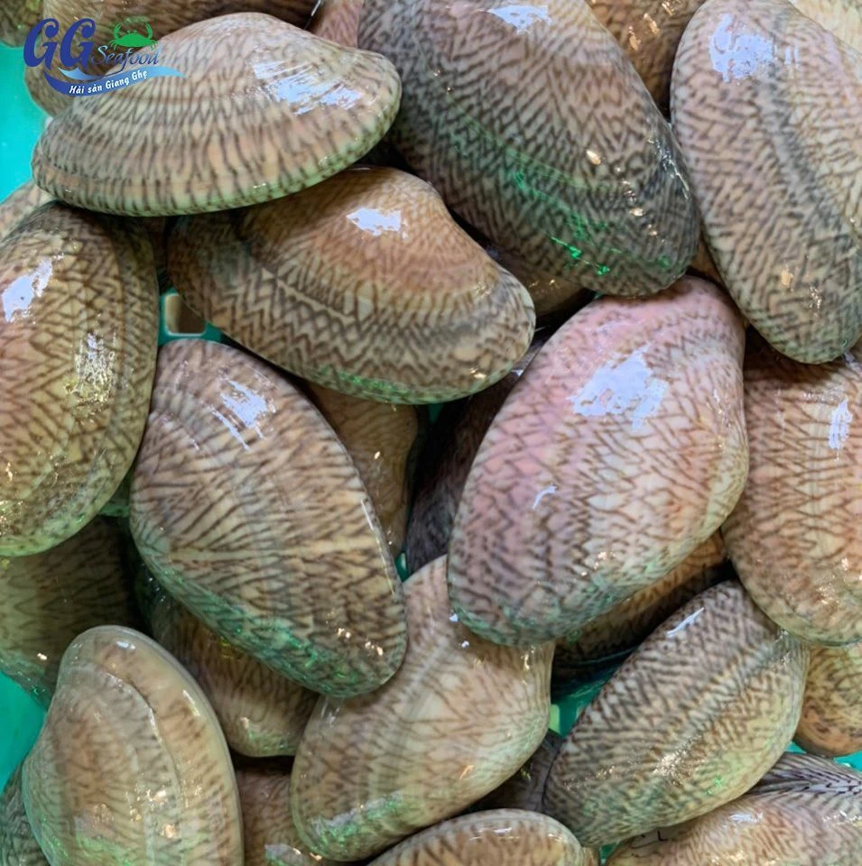 Khám Phá Giá Trị Dinh Dưỡng Của Ngao Hoa