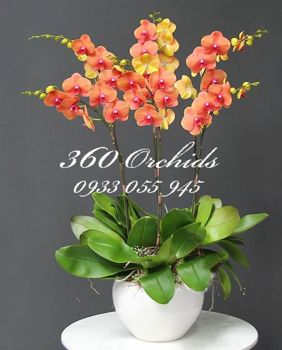 Chưng hoa tết theo phong thủy đẹp và may mắn nhất bạn đã biết chưa?