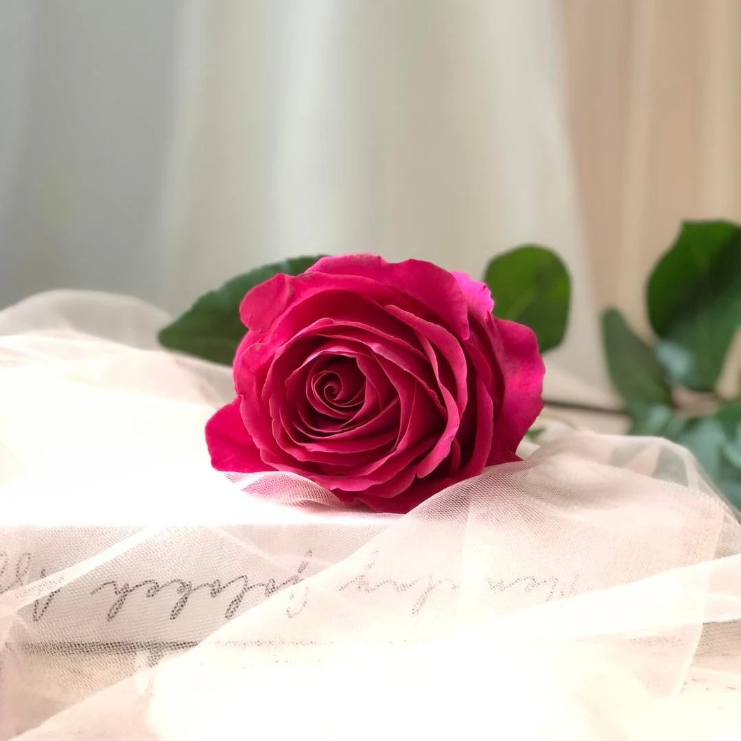 Ý Nghĩa Hoa Hồng Tượng Trưng Cho Tình Yêu Vĩnh Cửu