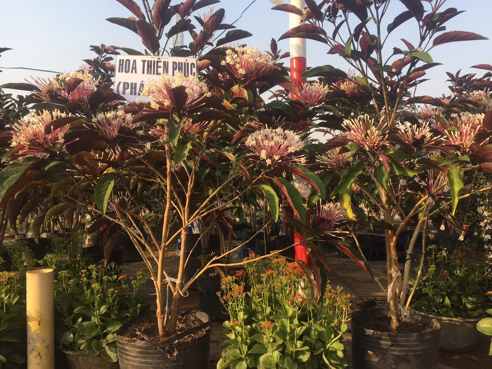 Cây Hoa Thiên Phúc Mua Bán Cây Hoa Thiên Phúc Đẹp Giá Rẻ Tại Hà Nội - caycanhgiagoc.com