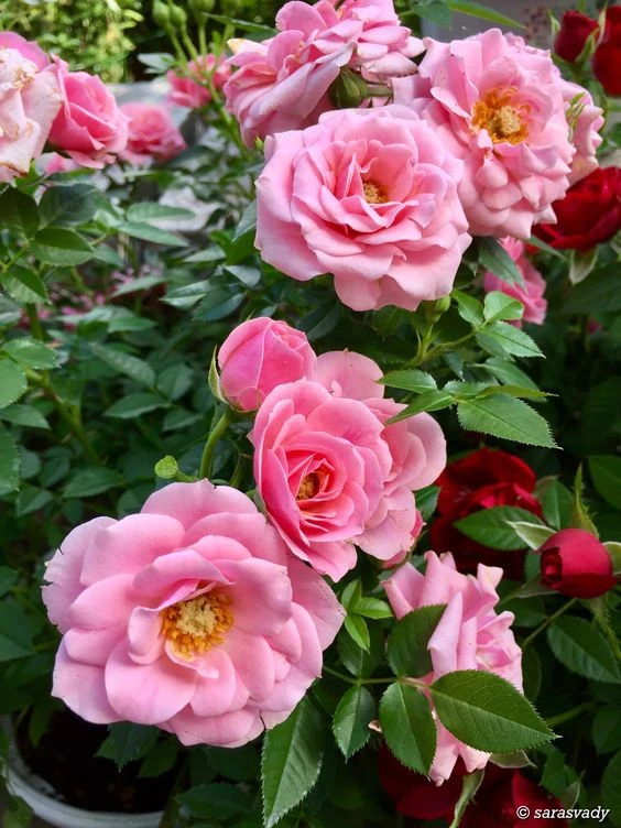 TOP 22 mẫu Tả cây hồng đang ra hoa (2024) SIÊU HAY