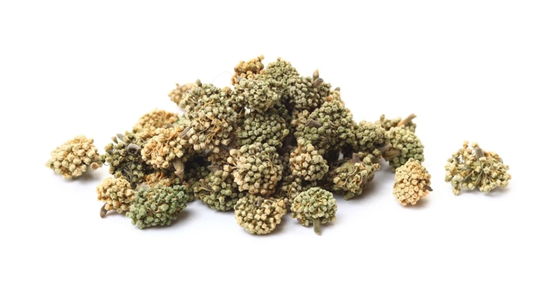 Nụ hoa tam thất và lợi ích trong cải thiện giấc ngủ