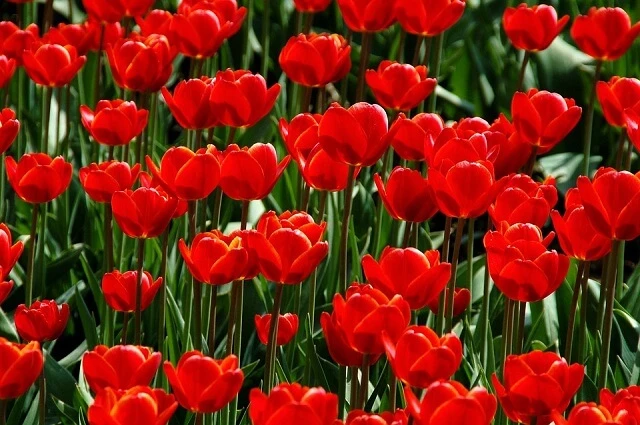 Hoa Tulip Đỏ: Tìm hiểu ý nghĩa đặc điểm cách trồng và cách chăm sóc