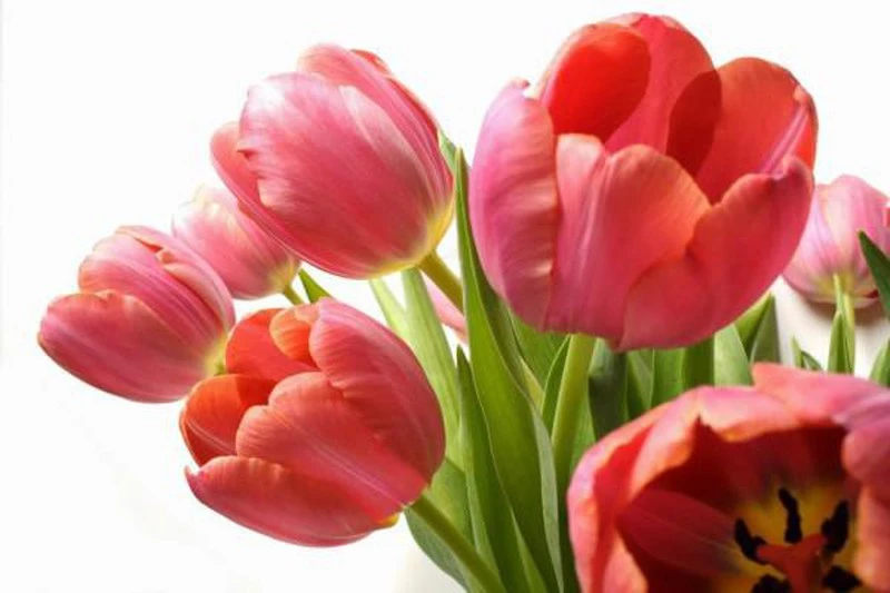Hoa Tulip Đỏ: Tìm hiểu ý nghĩa đặc điểm cách trồng và cách chăm sóc