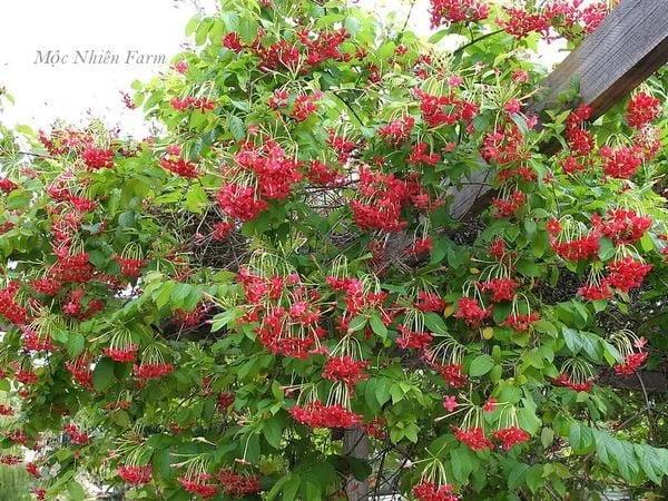 Hoa sử quân tử đơn, leo A1