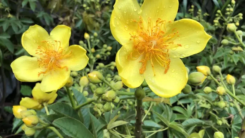 Khám Phá Ý Nghĩa Của Cây Mai Hoa Đăng Trong Văn Hóa