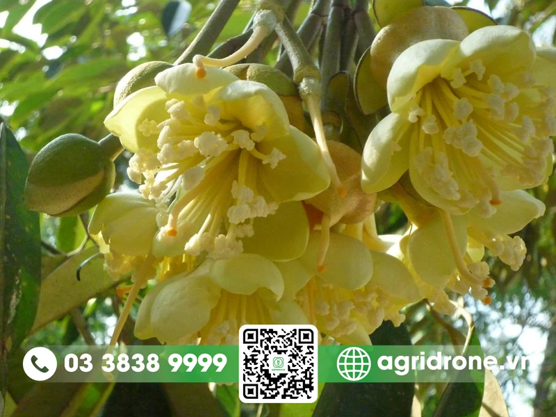 Hoa sầu riêng: Đặc điểm & lợi ích đối với sức khỏe