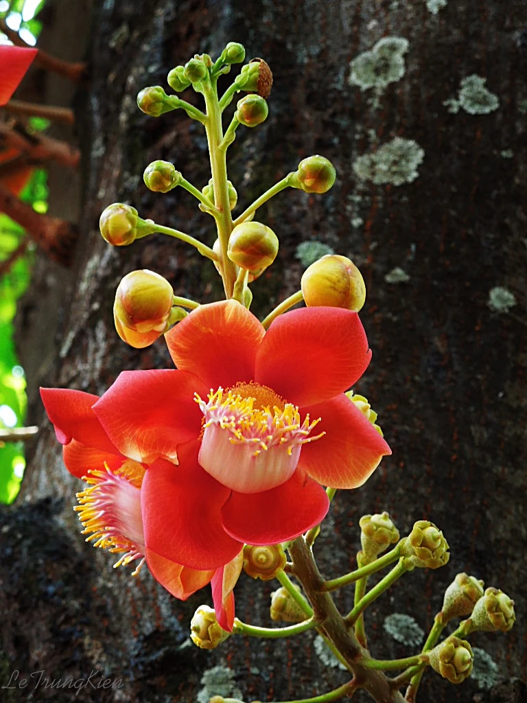 Ý nghĩa linh thiêng của loài hoa Sala