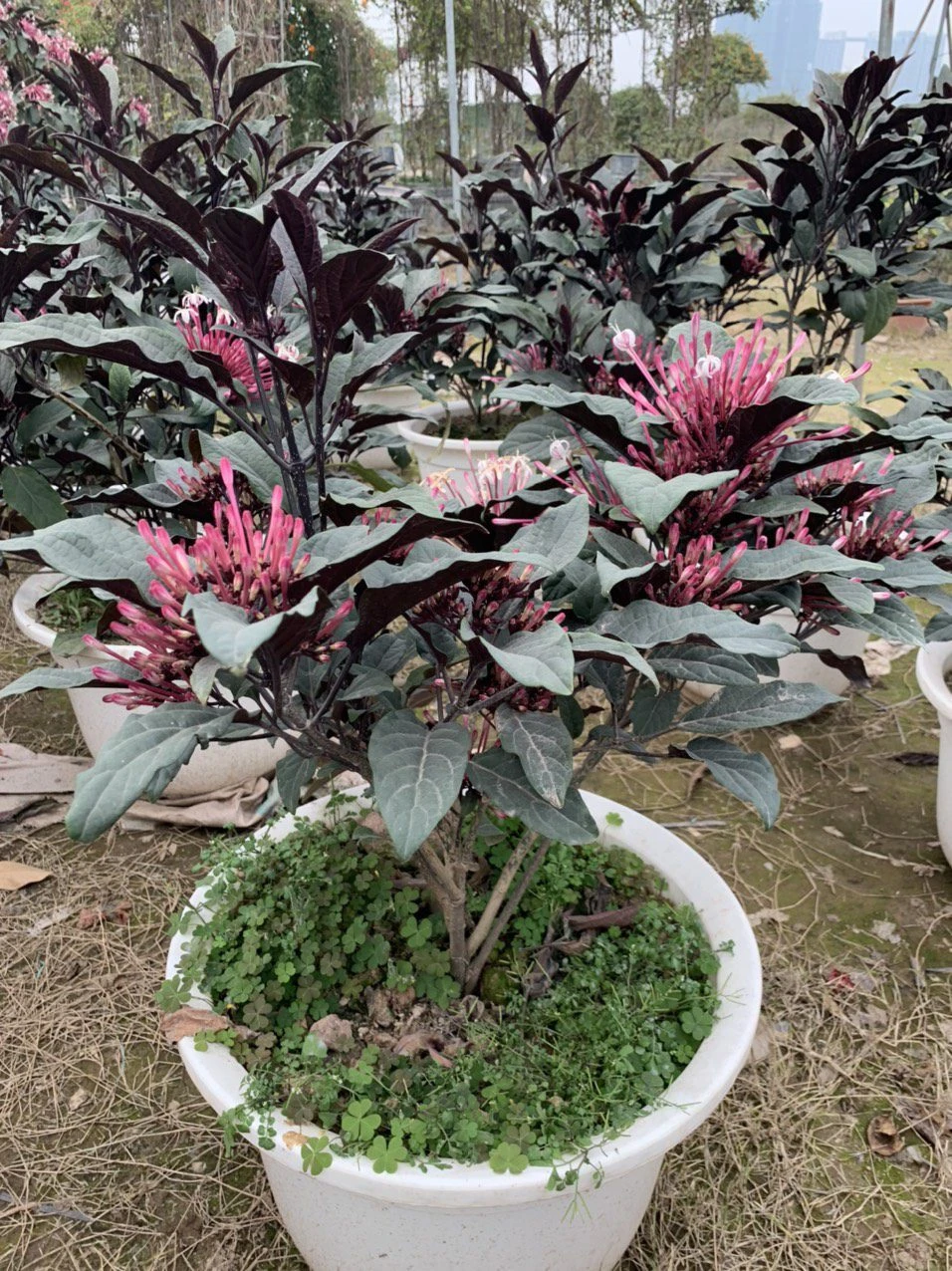 Cây Hoa Thiên Phúc Mua Bán Cây Hoa Thiên Phúc Đẹp Giá Rẻ Tại Hà Nội - caycanhgiagoc.com