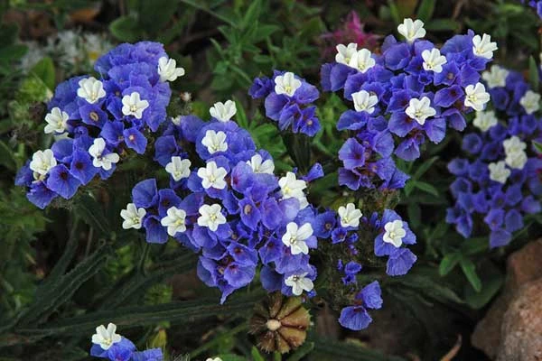 Tìm Hiểu Về Hoa Salem Limonium Sinuatum