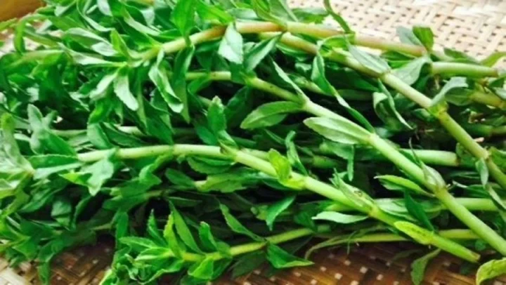 Rau ngổ miền Tây: Đặc sản mang đậm bản sắc vùng miền