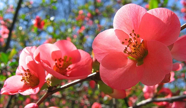 Chưng hoa tết theo phong thủy đẹp và may mắn nhất bạn đã biết chưa?