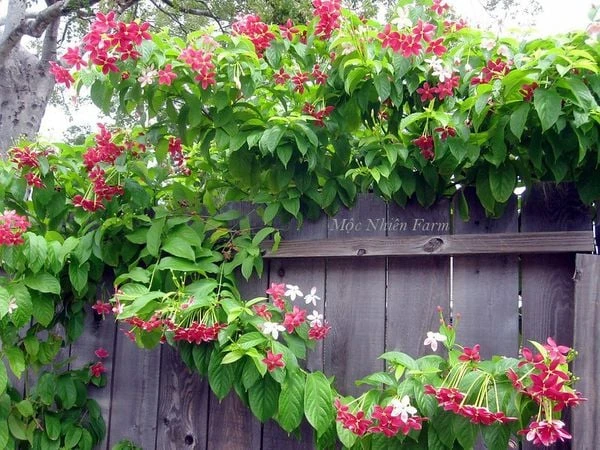 Hoa sử quân tử đơn, leo A1