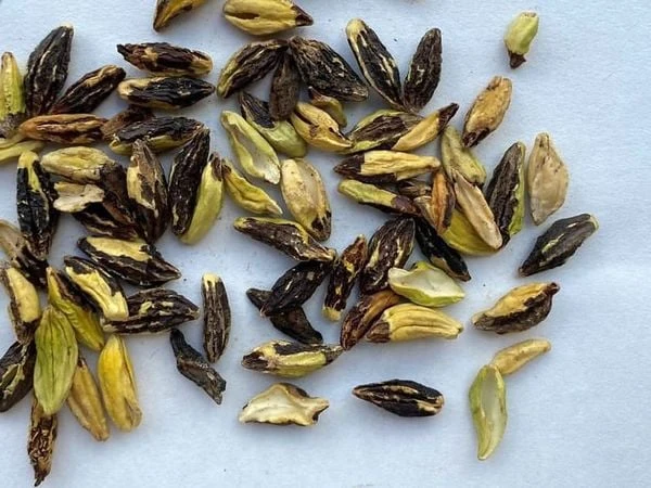 Hoa sử quân tử đơn, leo A1