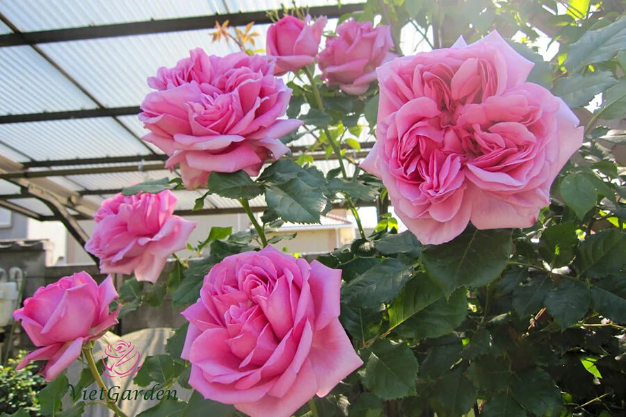 Khám Phá Hoa Hồng Pháp: Đặc Điểm và Cách Trồng