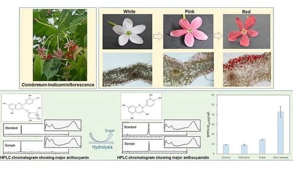 Hoa sử quân tử đơn, leo A1