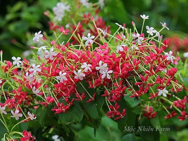 Hoa sử quân tử đơn, leo A1