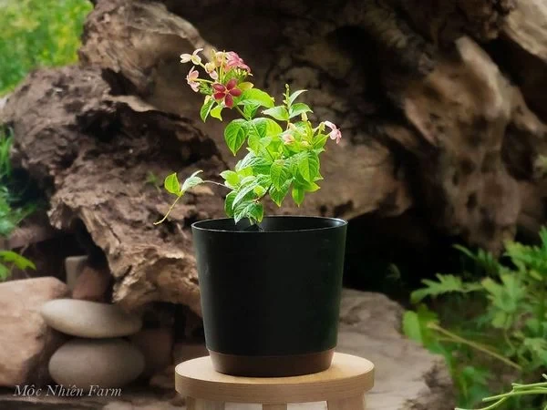 Hoa sử quân tử đơn, leo A1