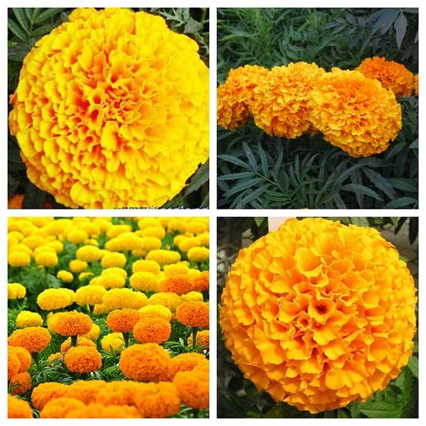 Chưng hoa tết theo phong thủy đẹp và may mắn nhất bạn đã biết chưa?