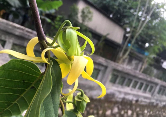 Ý Nghĩa Hoa Hoàng Lan| Đặc điểm, Công dụng và Cách trồng đơn giản