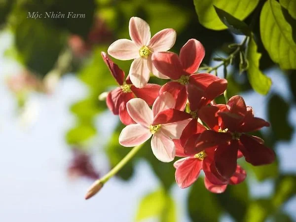 Hoa sử quân tử đơn, leo A1