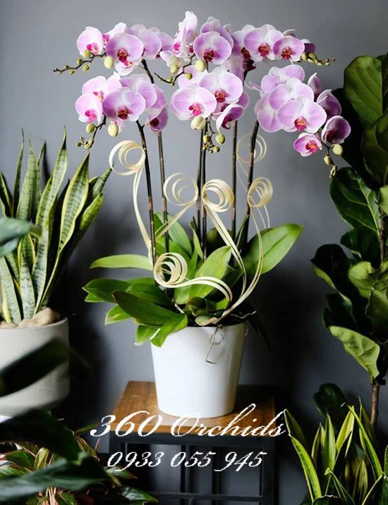 Chưng hoa tết theo phong thủy đẹp và may mắn nhất bạn đã biết chưa?