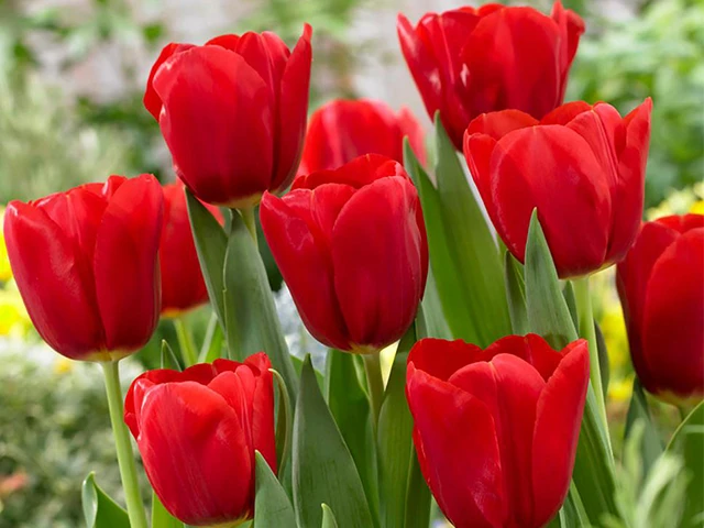 Khám Phá Ý Nghĩa Hoa Tulip Đỏ Trong Tình Yêu