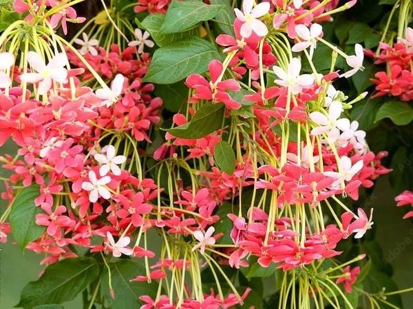 Hoa sử quân tử đơn, leo A1