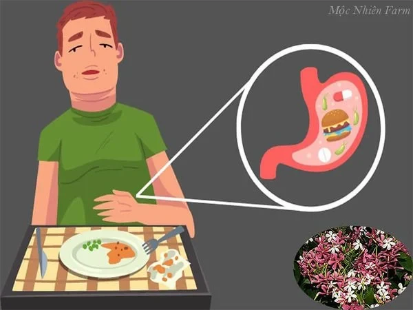 Hoa sử quân tử đơn, leo A1