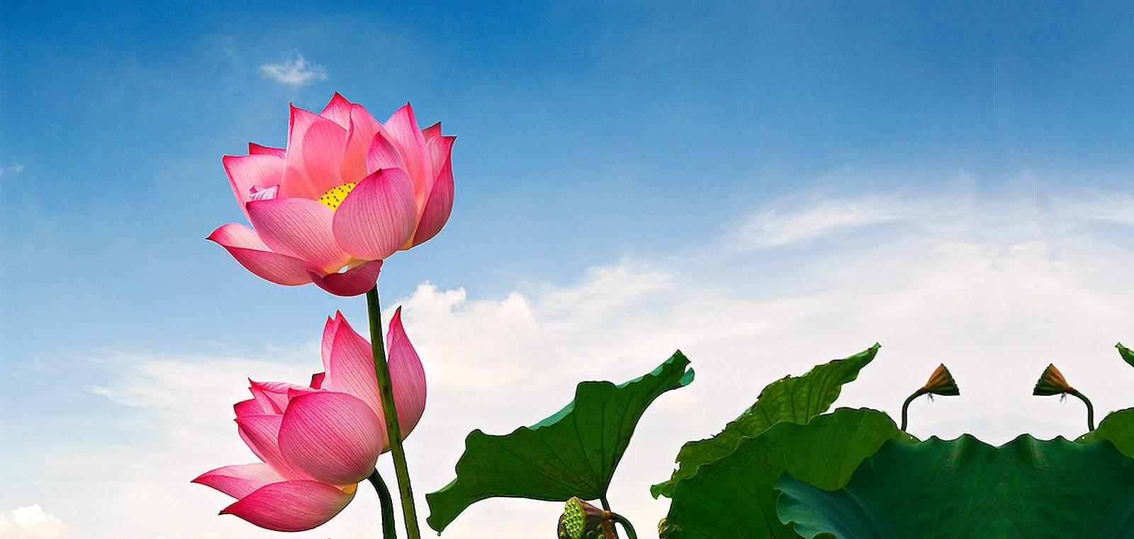 Hoa Sen Phật Giáo Biểu Tượng Của Sự Vươn Lên